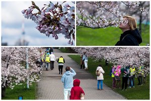 Vilniuje žiedais apsipylusios sakuros vilioja lankytojus: pražydo visu grožiu