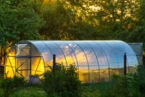 Lietuviški šiltnamiai išstumia rusiškus ir baltarusiškus, nors šie pigesni