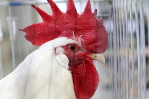 K. Navickas: paramos sulauks paukštininkai ir kiaulininkai