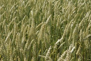 Kviečių supirkimo kaina balandį augo