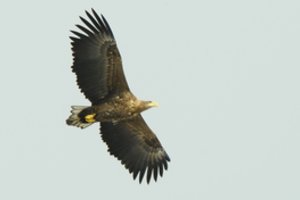 Didžiausias plėšrusis paukštis Lietuvoje: susimedžioti pajėgia net lapę