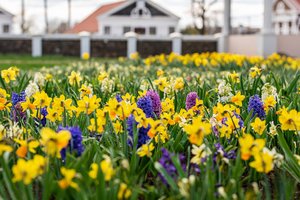 Pakruojo dvare pirmą kartą vyks Pavasario gėlių festivalis: pražys šimtai skirtingų rūšių