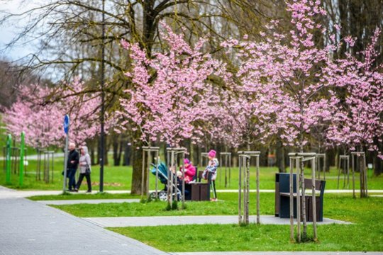 Pražydusiomis sakuromis jau džiaugiasi ir panevėžiečiai 