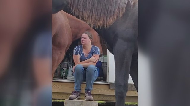 Įrodymas, kad gyvūnai supranta žmonių emocijas: arklys apkabino verkiančią merginą ir stengėsi ją nuraminti