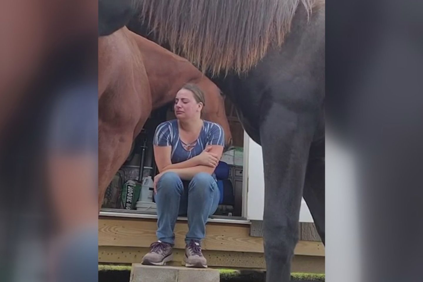 Įrodymas, kad gyvūnai supranta žmonių emocijas: arklys ...