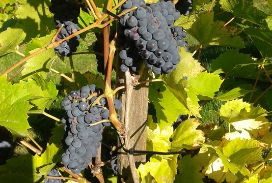 Lietuvoje užaugintos saldžios vynuogės – jau ne utopija