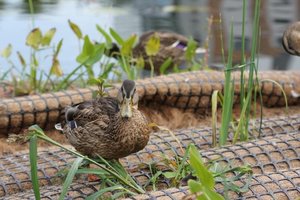 Dirbtinės salos ne tik valo vandenį: prieglobstį jose randa vabzdžiai, paukščiai ir net unguriai