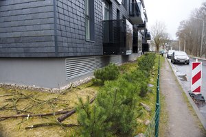 Antakalnio gyventojai prašo gelbėti pušis nuo bebrų: medžių sumažėja po kiekvienos nakties