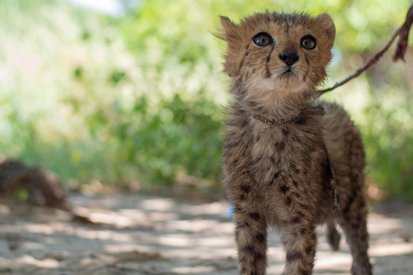 Retas Azijos gepardo jauniklių gimimas Irane.<br>Reuters/Scanpix asociatyvi nuotr.
