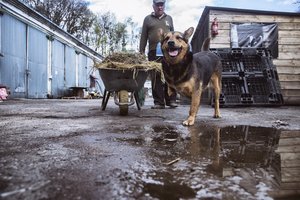 Daugiau kaip 3 tūkst. keturkojų karo pabėgėlių čia rado prieglobstį: „Atrodo, jau esi mačius visko, bet tas vaizdas vis tiek pakerta kojas“