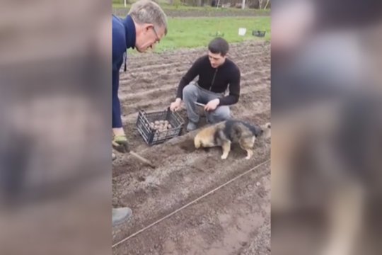 Į bulviasodžio talką prisijungė ir šuo: pamatykite, kaip įnirtingai darbuojasi augintinis