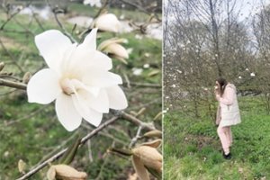 Į Skinderiškio parką plūsta lankytojai: pražydo magnolijų žiedai