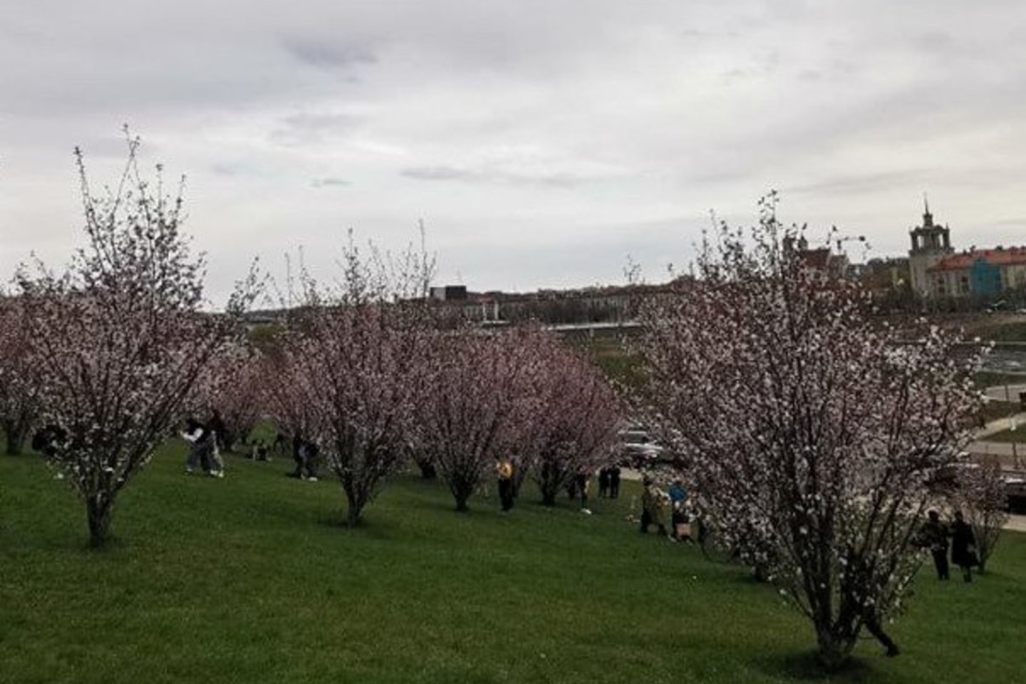 Sakuros Vilniuje.
