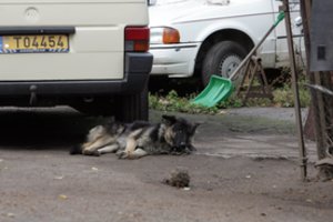 Plungės r. nugaišus vienam vilkšuniui, po paros toks pat likimas ištiko ir kitą: policija pradėjo tyrimą