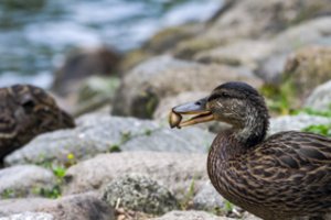 Specialistai primena: paukščių lesinimas padaro daugiau žalos nei naudos