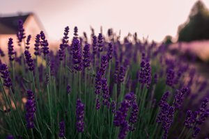 Ekspertės pataria – levandos sužydės, jei laikysitės 5 taisyklių