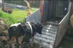 Piktybiškas Kalvarijos ūkininkų elgesys su galvijais pribloškė tarnybas: pritaikė griežčiausią sankciją