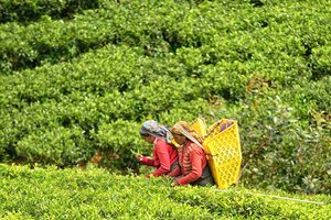 „Lidl Lietuva“ kritines žaliavas pirks tik iš tvaresnių šaltinių