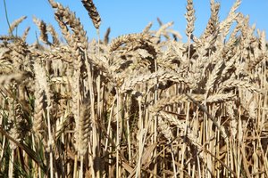 Kaip nustatyti, kokią įtaką karas turi grūdų rinkai?