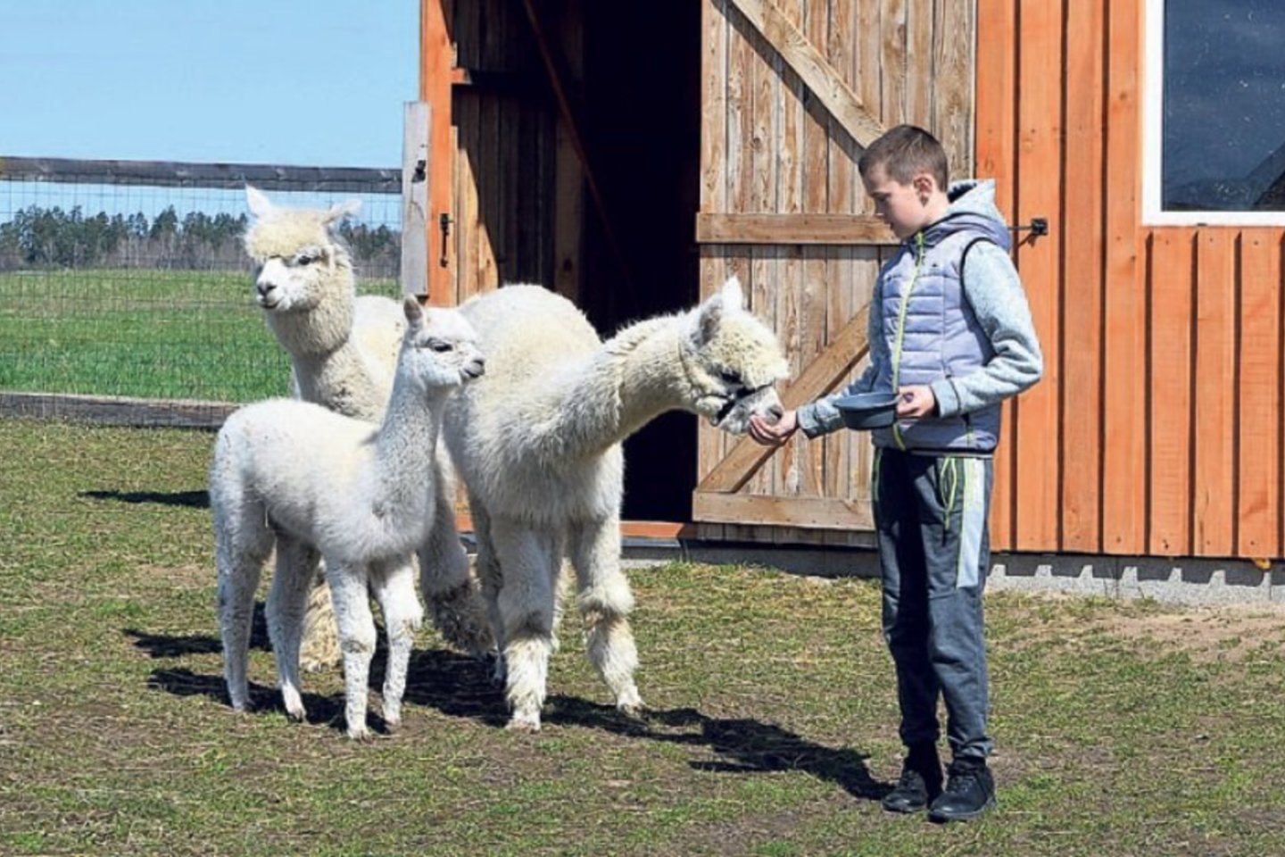 Gudaičių sūnus Aurimas labai džiaugiasi, kad tėvai sugalvojo nusipirkti alpakas, kuriomis jis atsakingai rūpinasi.<br>Laimos Rekevičienės nuotr.