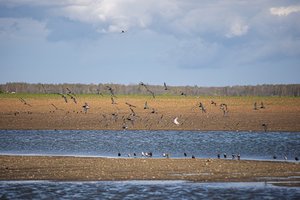 Įspūdingas vaizdas šalia Panevėžio: nutūpė milžiniškas pulkas žąsų