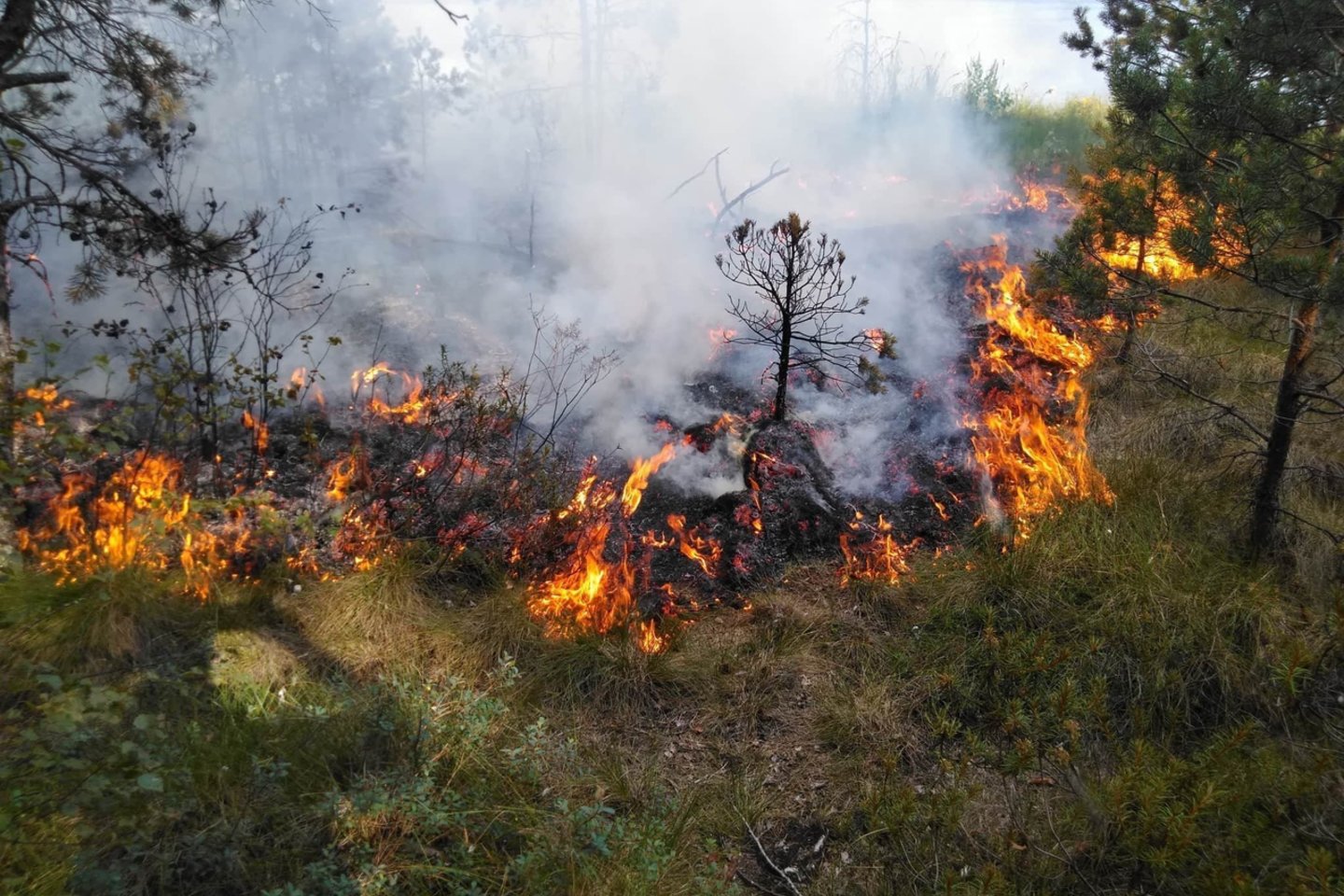 Jonavos rajone esančiame Gaižiūnų poligone pirmadienio pavakarę degė medžiai ir miško paklotė.<br>VMU asociatyvi nuotr. 