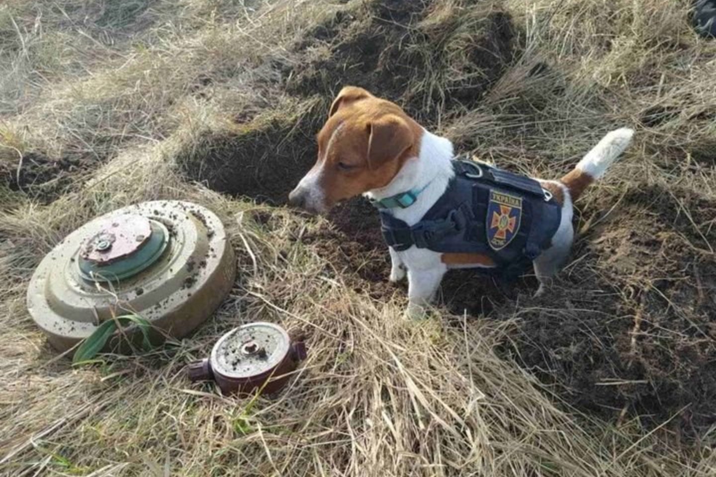 Patronas, 2 metų tarnybinis išminuotojų šuo, kasdien didvyriškai atlieka savo darbą.<br>Ukrainos valstybės pagalbos tarnybos nuotr.