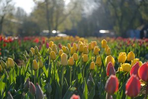 Burbiškio dvaro Tulpių žydėjimo šventė baigėsi, tačiau žydėjimas tęsiasi: kviečia pasigrožėti 