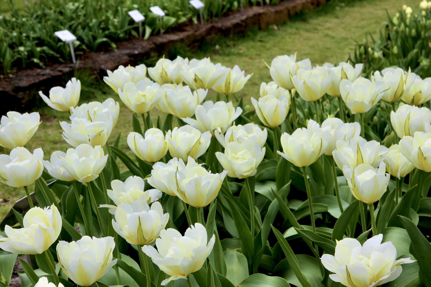 VDU Botanikos sode iš viso pasodinta per 400 tulpių rūšių ir veislių.<br>VDU Botanikos sodo nuotr. 