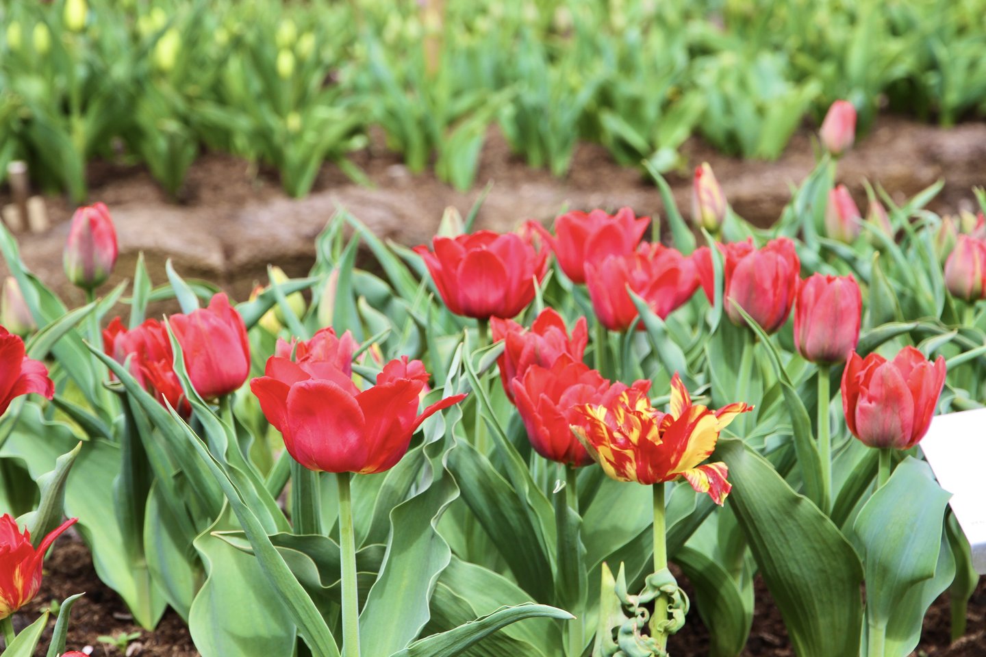VDU Botanikos sode iš viso pasodinta per 400 tulpių rūšių ir veislių.<br>VDU Botanikos sodo nuotr. 