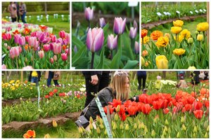 Nepraleiskite progos pasigrožėti: VDU Botanikos sodas pasipuošė įvairiausiais tulpių žiedais