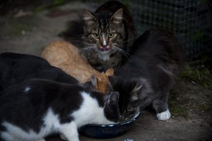 Po kaimynų skundo tarnybas ištiko šokas: iš pažiūros tvarkingoje sodyboje rado užveistą kačių „fermą“