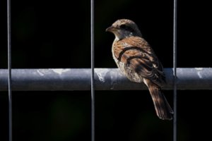 Mokslininkai: per pastaruosius 40 metų Europoje išnyko milijonai paukščių