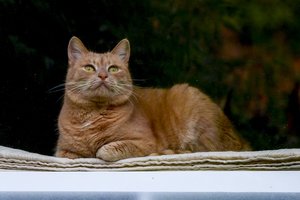 Katiną kirviu užkapojęs 25-erių Šiaulių rajono gyventojas keliaus į areštinę