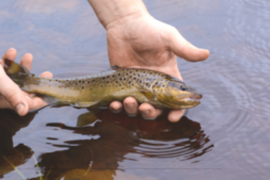 Į Nerį bus įžuvinta 2 tūkst. žymėtų lašišų rituolių