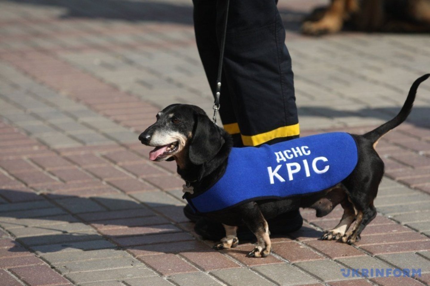  Ukrainiečių taksų veislės paieškos ir gelbėjimo šuo, kurio specializacija – aukų paieška.<br> Ukrainos valstybinės pagalbos tarnybos nuotr.