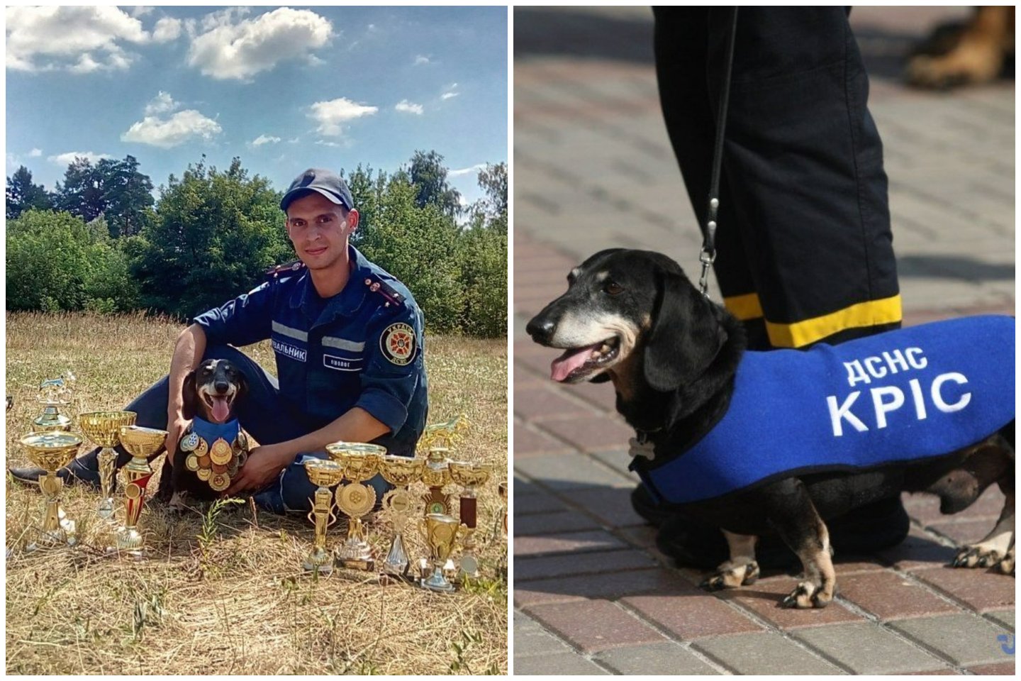  Ukrainiečių taksų veislės paieškos ir gelbėjimo šuo, kurio specializacija – aukų paieška.<br> Ukrainos valstybinės pagalbos tarnybos nuotr.
