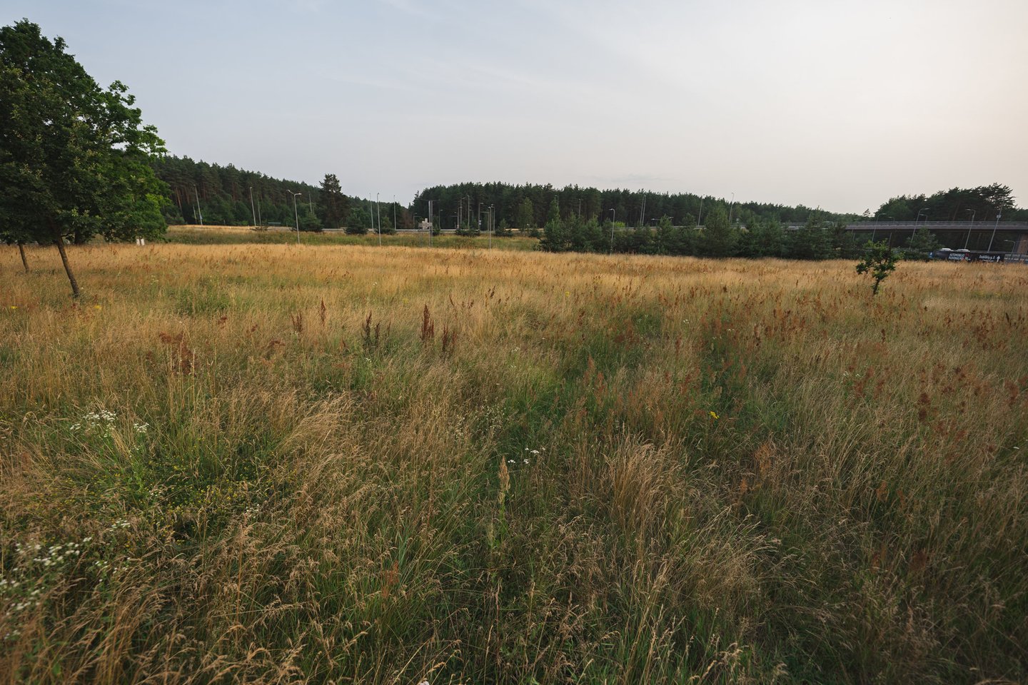 ​Šį pavasarį Vilnius pristato naujas vejų priežiūros taisykles, pagal kurias mieste vyraus natūralios pievos ir savaime želiantys augalai.<br>Vilniaus savivaldybės nuotr. 
