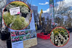  Nepalikite sodinukų mugėje visų pinigų: kaip nepermokėti ir teisingai pasirinkti augalus savo kiemui  