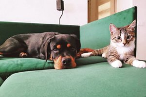 Kauniečiai jau suprato, kad mikroschema augintinio ausyje – jo gerovei