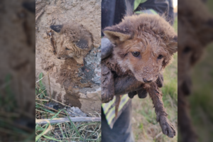 Gelbėjimo operacija Biržuose: ugniagesiai iš elektros stulpo ištraukė lapiuką