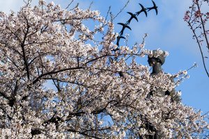 Pasigrožėti sakuromis dar nevėlu: viename mieste jos dar tik pražydo