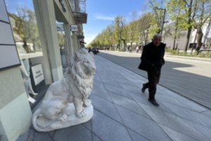 Verslininko išmonė pralinksmino kauniečius, bet kultūrininkai pikti – liūtų turės nelikti, antraip išrašys tūkstantinę baudą