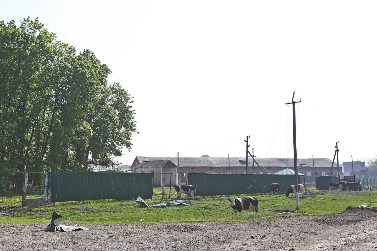  Karas Ukrainoje. Charkovo pašonėje ganosi išbadėjusios karvės.<br> G.Šiupario nuotr.