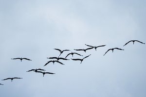 Žemės ūkio ministerija siūlo kompensuoti laukinių paukščių daromą žalą