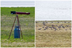 Paukščiams baidyti skirti šūviai baugina gyventojus: sprogimai netyla net naktį