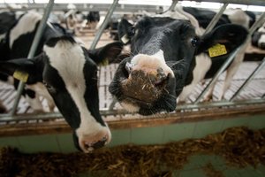 Latvijos pienininkai žada pieno produktus pirkėjams branginti 45 proc. 