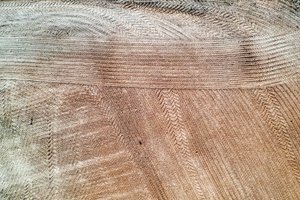 Pasėlių deklaravimas: galimybė suteikiama tik teisėtai valdantiems valstybinę žemę