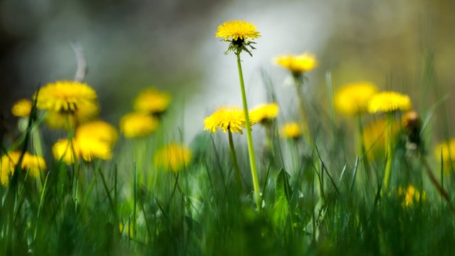 Nors vietomis vis dar palis, sinoptikai žada šilumą: kai kur temperatūra sieks 23 laipsnius