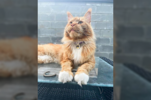 Rusų okupantų pagrobtas katinas iš Bučos buvo išgabentas už daugiau negu 300 km, bet sugrįžo namo